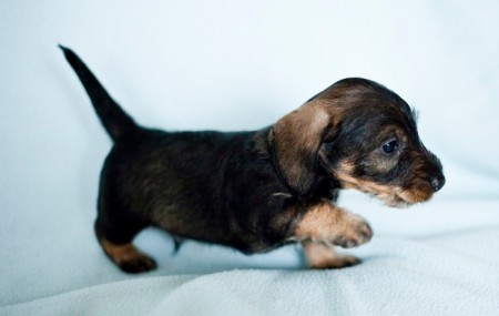 Amor od Hradišťského podhradí